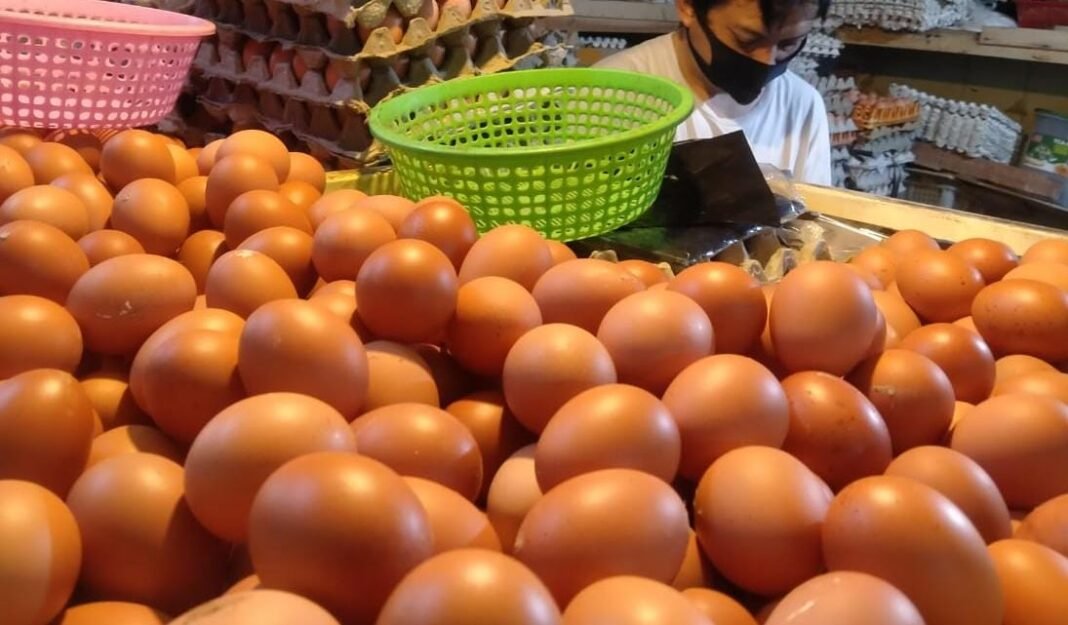 harga telur ayam