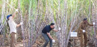 Menko AHY memimpin panen raya tebu di Melolo, Sumba Timur, yang menjadi bagian dari program swasembada pangan.