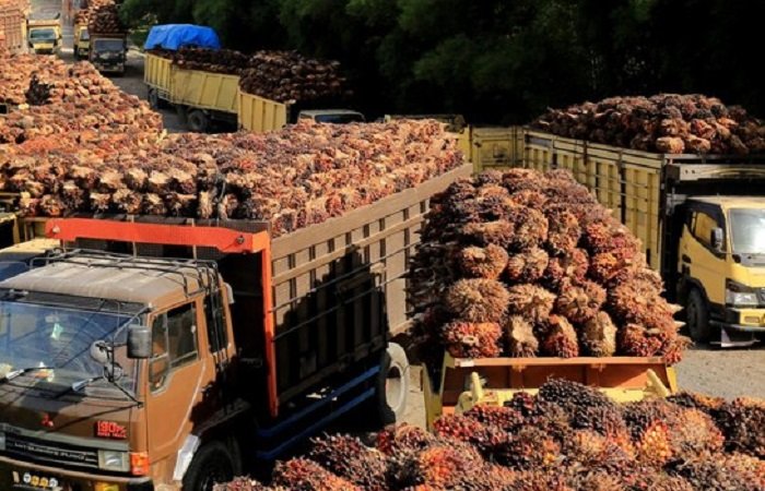 harga-tbs-kelapa-sawit-turun-2_169 Kasus ekspor CPO terus bergulir, kini Eks Ketua PN Jaksel Muhammad Arif Nuryanta dituntut 15 tahun penjara dan denda Rp500 juta atas dugaan suap Rp15,7 miliar.