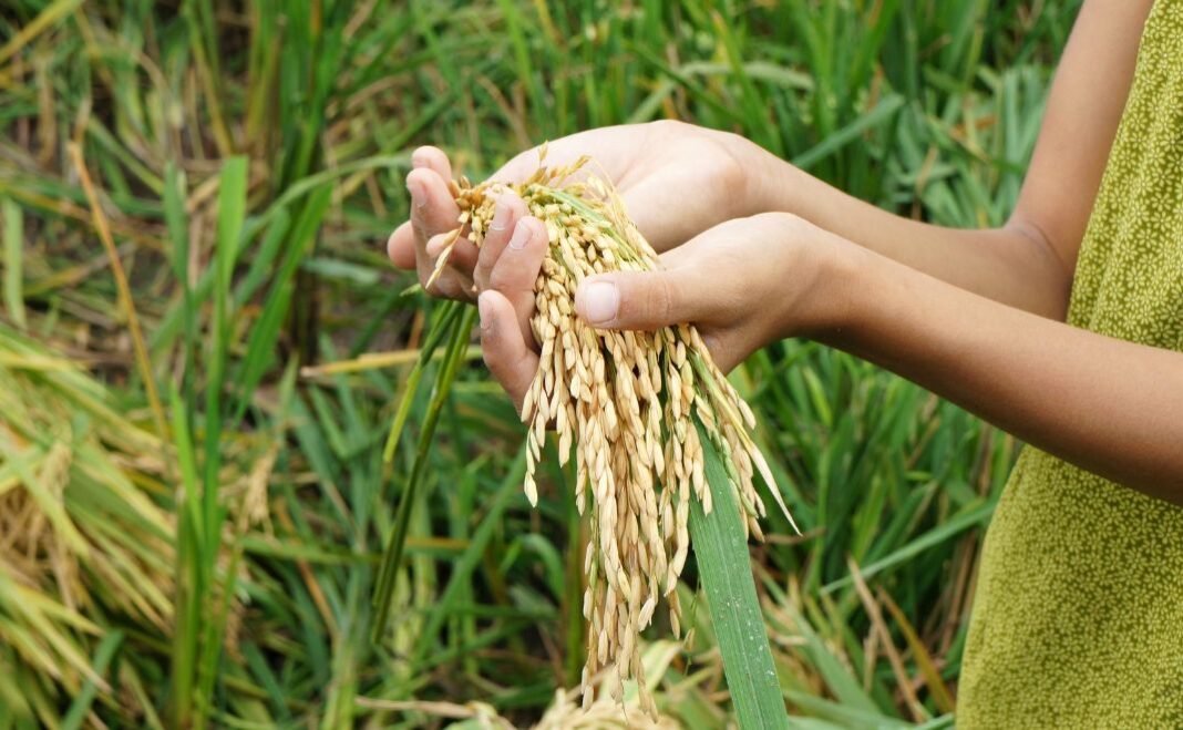 Melihat Langkah Tegas Presiden Prabowo Menuju Swasembada dan Kedaulatan Nasional