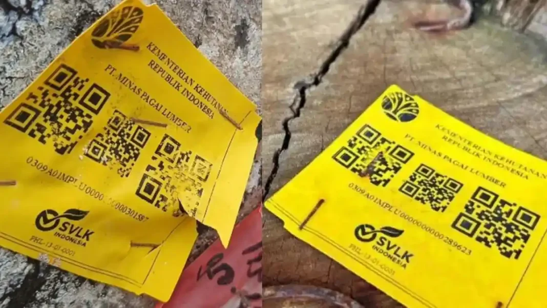 Pantai Tanjung Setia Dihebohkan 4.800 Kubik Kayu Misterius, Ada Barcode Kemenhut di Setiap Batang!