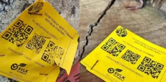 Pantai Tanjung Setia Dihebohkan 4.800 Kubik Kayu Misterius, Ada Barcode Kemenhut di Setiap Batang!