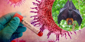 Antisipasi Ancaman Virus Nipah, Thailand Aktifkan Protokol Era Covid-19 Antisipasi Ancaman Virus Nipah, Thailand Aktifkan Protokol Era Covid-19