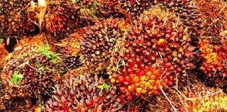 Penyebab Harga Sawit Anjlok Usai Pemerintah Umumkan PT DSI Harga tandan buah segar kelapa sawit di tingkat petani turun tajam setelah muncul ketidakpastian terkait skema ekspor melalui PT Danantara Sumber Daya Indonesia.