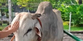 Bantuan 1.098 sapi kurban Presiden Prabowo Subianto menjadi sorotan karena bersumber dari APBN melalui skema Bantuan Kemasyarakatan Presiden.